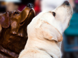 Bronze dog and guide dog