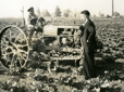 Farmers in a cabbage field with a tractor