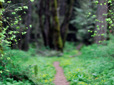 Trail in Gabbert Butte natural area